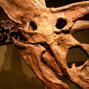 Pentaceratops Skull