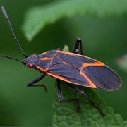 Box Elder Bug