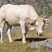 Wild Cattle