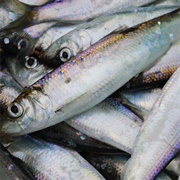 Baltic Herring