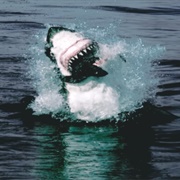 Planet Earth: "From Pole to Pole" (S1,E1)