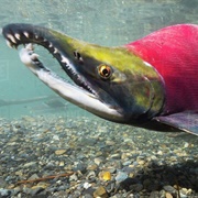 Sockeye Salmon