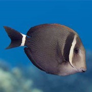 Whitebar Surgeonfish