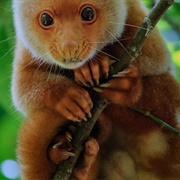 Common Spotted Cuscus