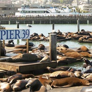 Sea Lion Viewing, San Francisco