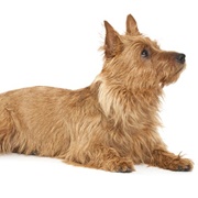 Australian Terrier