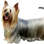 Australian Silky Terrier