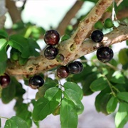Bundaberg Botanic Gardens