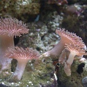 Toadstool Leather Coral