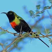 Beautiful Sunbird