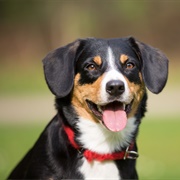 Entlebucher Mountain Dog
