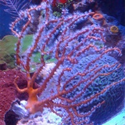 Blueberry Sea Fan