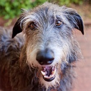 Deerhound