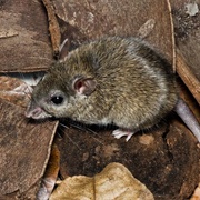 Common Rock Rat
