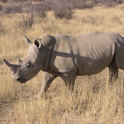 Rhinoceros