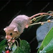 Prehensile-Tailed Rat