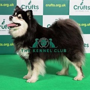 Finnish Lapphund