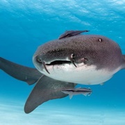 Nurse Shark