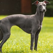 Italian Greyhound