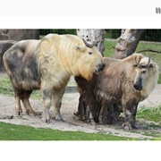 Sichuan Takin
