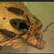 Feather Legged Assassin Bug