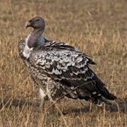 Rüeppell's Vulture
