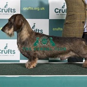 Dachshund (Wire Haired)