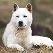 Korean Jindo
