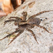 Wolf Spiders