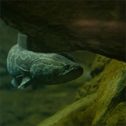 Northern Snakehead Fish