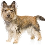 Cairn Terrier