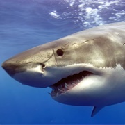 Shark Attack