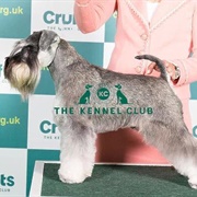 Miniature Schnauzer