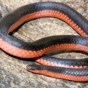 Worm Snake