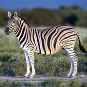 Burchell's Zebra