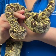Madagascar Tree Boa