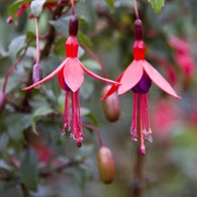 Fuchsia Berry