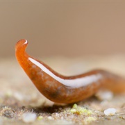 Land Planaria