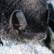Northern Cave Bat