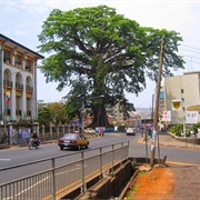 Cotton Tree, Sierra Leone