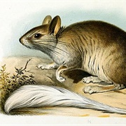 Golden-Backed Tree-Rat