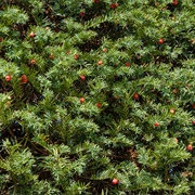 Picked Random Leaves off Bushes