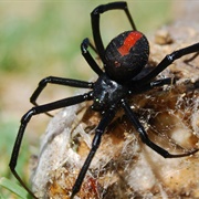 Black Widow