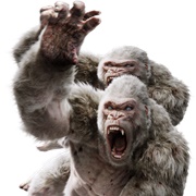 White Gorilla (2)