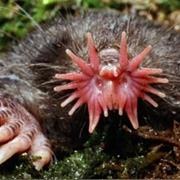 Star Nosed Mole