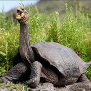 Galapagos Giant Tortoise