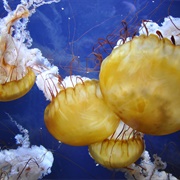 Jellyfish