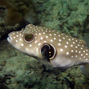 White Spotted Pufferfish