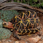 Tent Tortoise