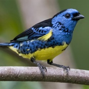 Turquoise Tanager
